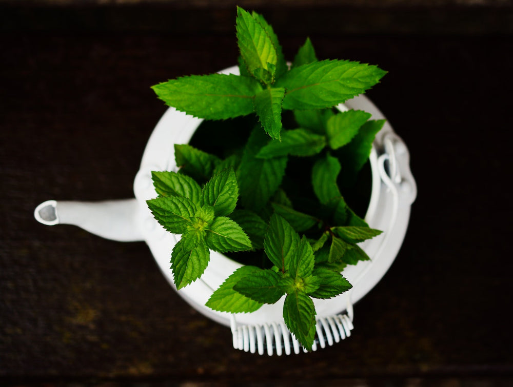 Tisane de feuilles de menthe poivrée en cas de troubles gastro