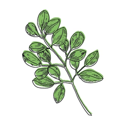 Les vertus du moringa, l'arbre de vie