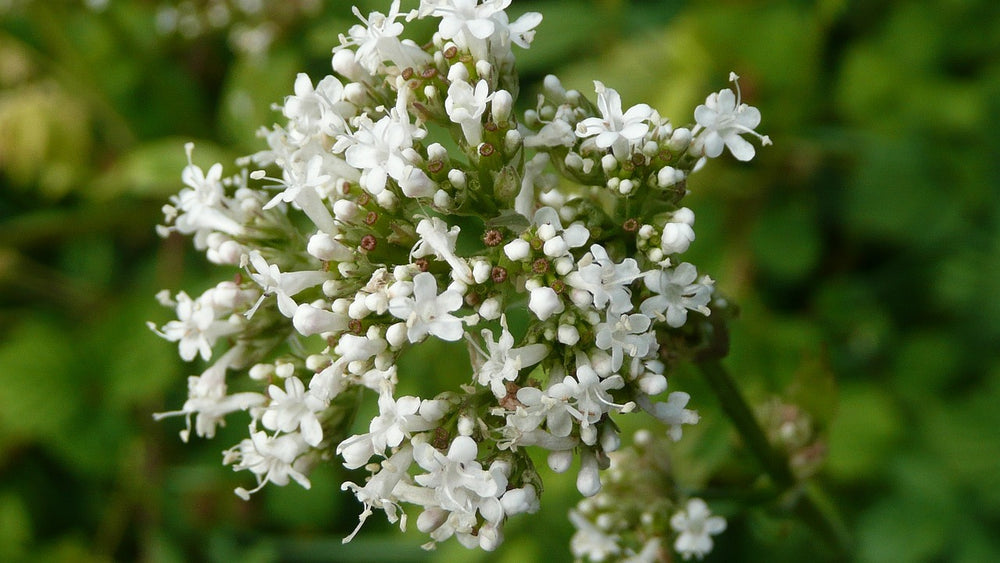 Valériane (Valeriana officinalis) propriétés et utilisations